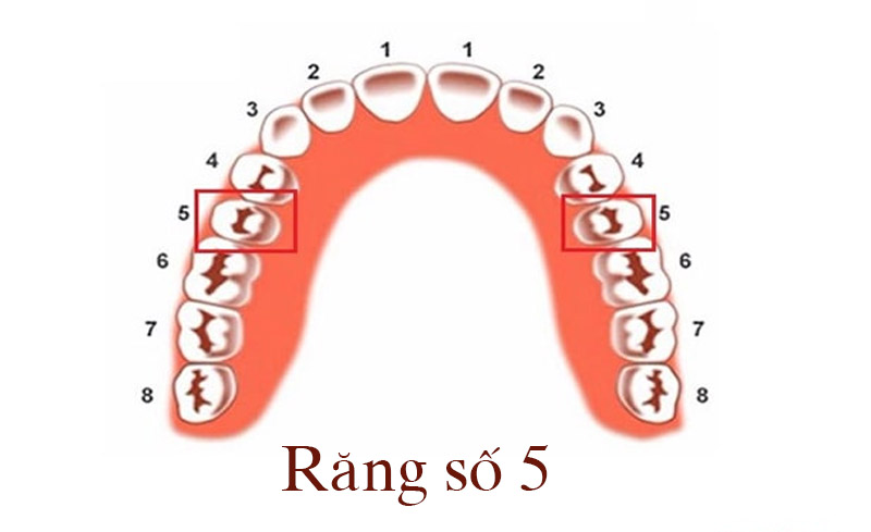 Vị trí của răng số 5 trên cung hàm