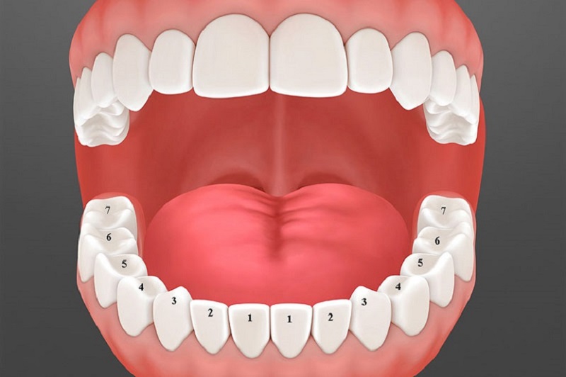 Răng nằm ở vị trí số 3 trong cung hàm