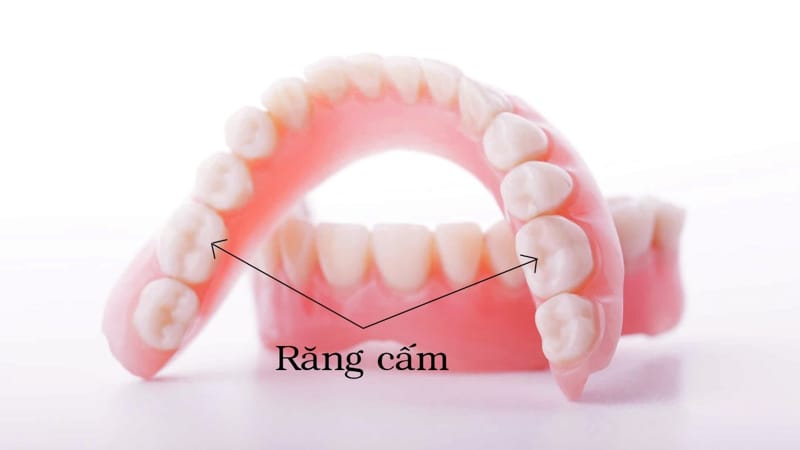 Răng cấm thuộc nhóm răng hàm, đảm nhận chức năng nhai chính