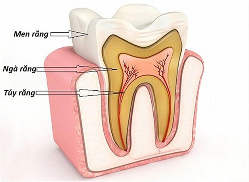 Tủy sống nằm trong lớp men răng và ngà răng, mỗi răng có từ 1-4 ống tủy